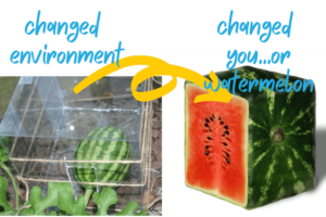 A picture of a watermelon and a picture of a watermelon.