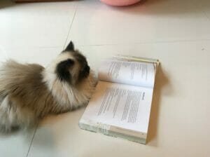 A cat promoting family wellness by reading a book on the floor.